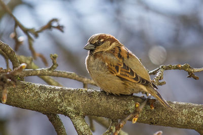 Close-up of bird perching on branch