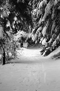 Trees on snow covered landscape