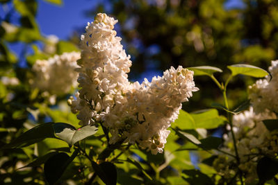 Close-up of white flowering plant