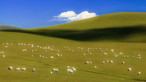 Flock of sheep grazing on landscape against sky