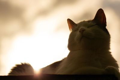 Close-up of a cat against the sky