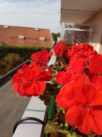 Close-up of red flowers