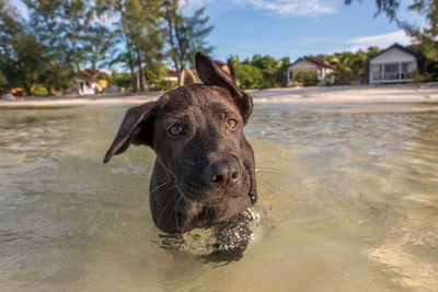 Portrait of dog in the water