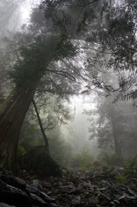 Trees in forest against sky