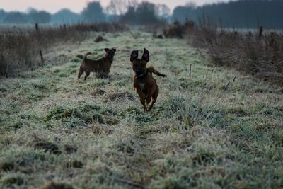 Dogs running on grassy field