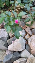 High angle view of flowering plant