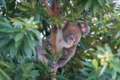 Portrait of a squirrel on tree