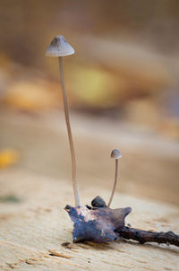 Close-up of mushroom
