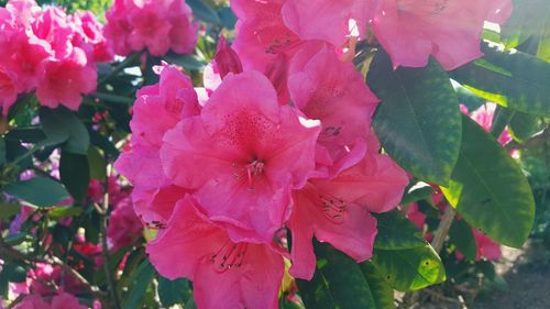 Close-up of pink flowering plant