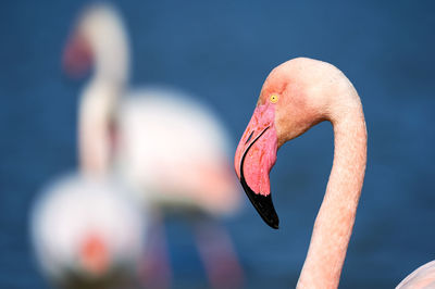 Close-up of flamingo