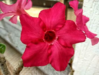 Close-up of red hibiscus blooming outdoors