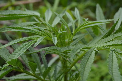 Close-up of wet leaves