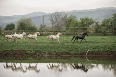 Horses on field by lake against sky