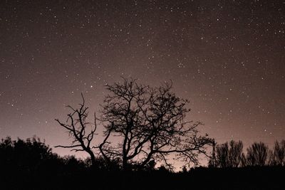 Low angle view of silhouette trees against sky at night