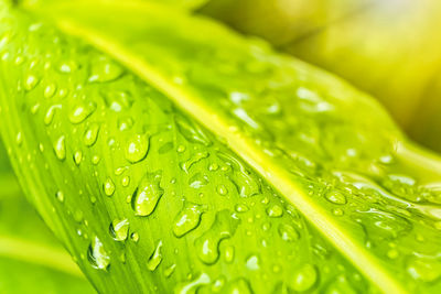 Close-up of raindrops on leaves