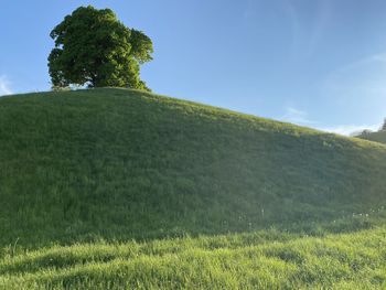 Scenic view of grassy field against sky