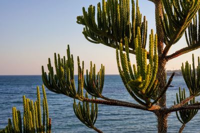 Succulent plants by sea against clear sky