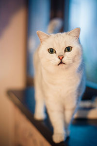 British shorthair white cat stands on a windowsill on a blurred background