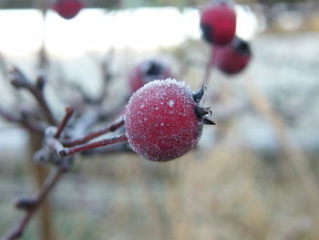 Close-up of red berries on tree