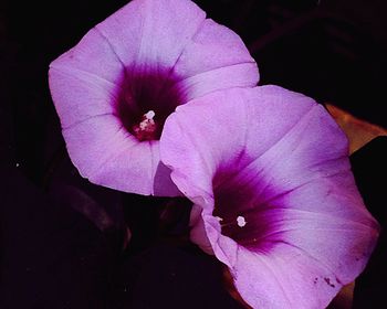 Close-up of pink flower