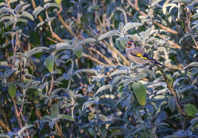 European goldfinch, carduelis carduelis, among branches in green background