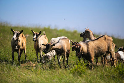 Horses on field against clear sky