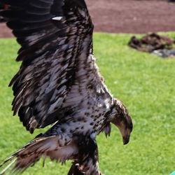 Close-up of a bird