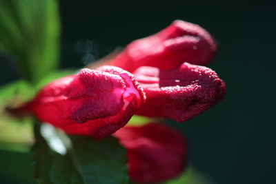 Close-up of wet red rose