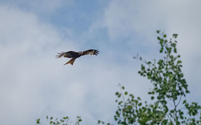 Low angle view of bird flying against sky