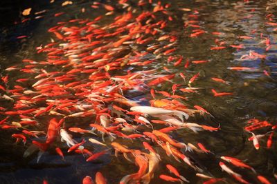 View of koi fish in water