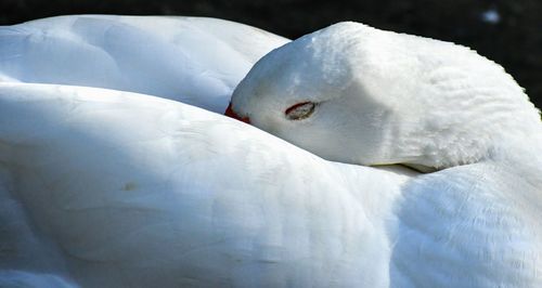 Close-up of goose