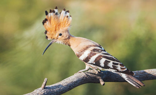 Close-up of a bird