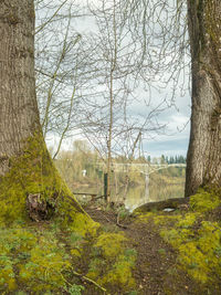 Trees on field in forest