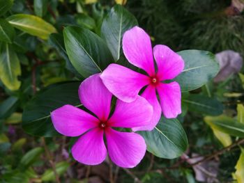 Close-up of frangipani blooming outdoors