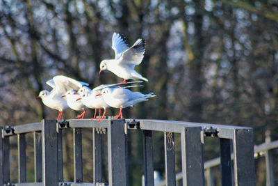 Seagull on a railing