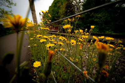 Close-up of yellow flowering plant on field