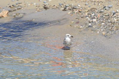 High angle view of seagull perching on shore