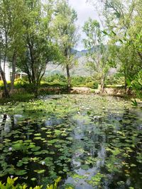 Scenic view of lake in forest