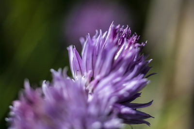 Close-up of purple flowering plant