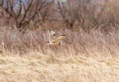 Bird flying over a field