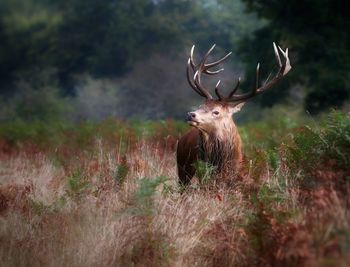 Deer stag standing on field