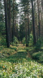 Scenic view of forest