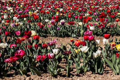 Red roses in field