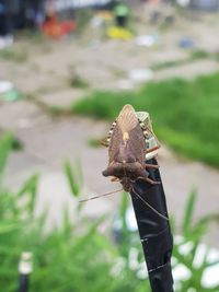 Close-up of butterfly on leaf