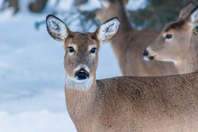 Close-up portrait of deer