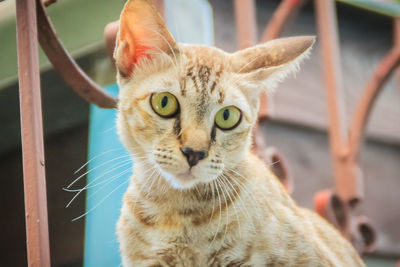 Close-up portrait of tabby cat
