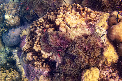 High angle view of coral in sea