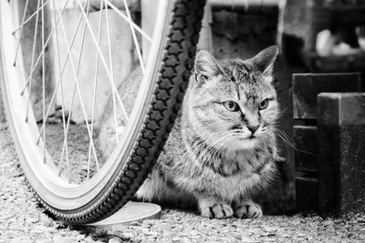 Cat sitting on field