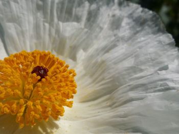 Close-up of yellow flower