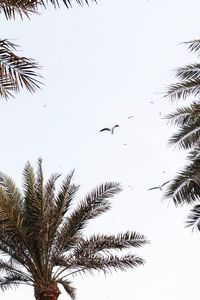 Low angle view of birds flying against sky